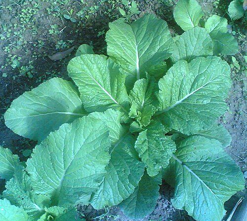 芥菜：地里的叶用芥菜