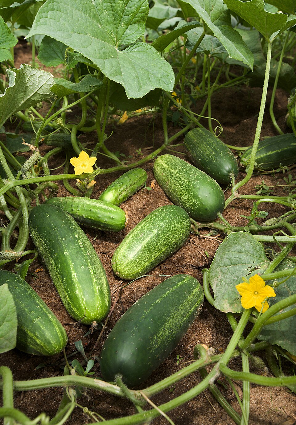 黄瓜植株上的果实