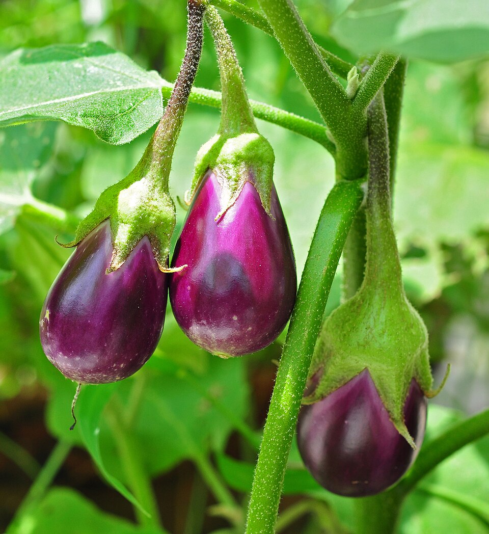 茄子植株上的紫茄子